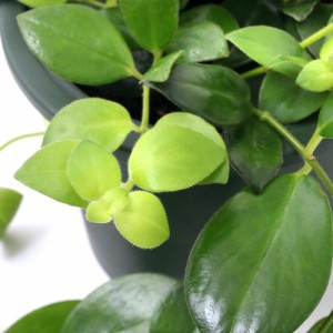 （観葉植物）エスキナンサス　モナリザ　吊り鉢タイプ　５号（１鉢）