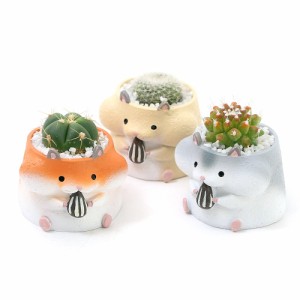 （観葉植物）おまかせプチサボテン　リトルアニマル　ハムスター（３鉢）