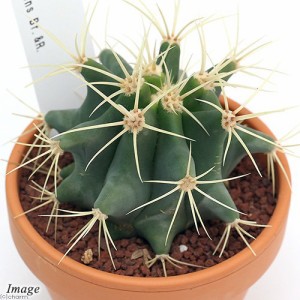 （観葉植物）素焼鉢　サボテン　フェロカクタス　王冠竜（オウカンリュウ）　３号（１鉢）