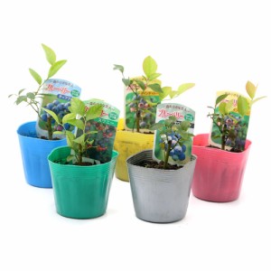 （観葉植物）果樹苗　ブルーベリー（ラビットアイ系）　３号（１ポット）　家庭菜園