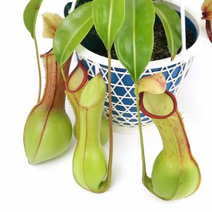 （食虫植物）ウツボカズラ　ネペンテス　アラタ　ヒスイ　吊り鉢タイプ　５号（１鉢）