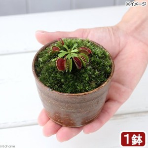 （食虫植物）苔盆栽　ハエトリソウ　穴有益子焼植木鉢　還元（１鉢）　山苔