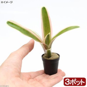 （観葉植物）ビバリウムプランツ　ネオレゲリア　ファイヤーボール　斑入り（３ポット）