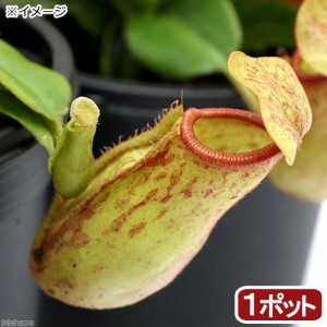 （食虫植物）ウツボカズラ　ネペンテス　ガヤ　２．５〜３号（１ポット）