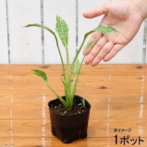 （ビオトープ）水辺植物　サジタリア　グラミネア　クラッシュアイス（斑入りナガバオモダカ）　（１ポット）抽水植物