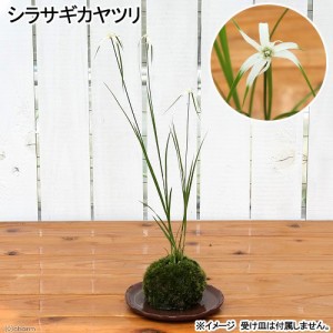 （盆栽）苔玉　シラサギカヤツリ（１個）　観葉植物　コケ玉