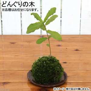 （盆栽）苔玉　どんぐりの木（１個）　観葉植物　コケ玉