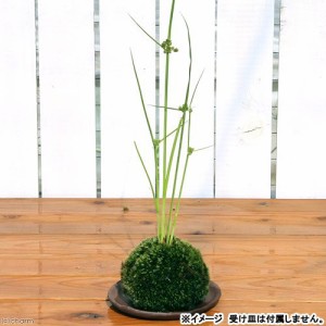 （盆栽）苔玉　カヤツリグサ（１個）　観葉植物　コケ玉