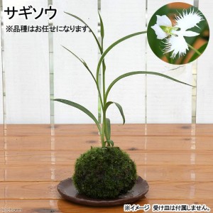 （盆栽）苔玉　サギソウ　二株（１個）　観葉植物　コケ玉