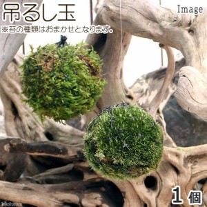 （盆栽）ミニ苔玉　吊るし玉（１個）　観葉植物　コケ玉