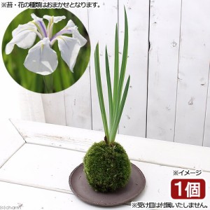 （盆栽）苔玉　カキツバタ（品種おまかせ）（１個）　観葉植物　コケ玉