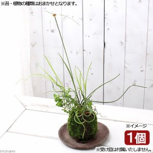 （盆栽）苔玉　水辺植物３種寄せ植え（品種おまかせ）（１個）　観葉植物　コケ玉