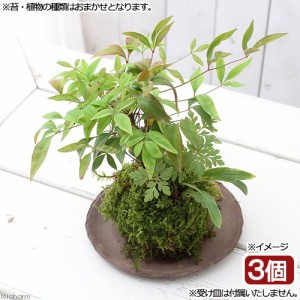 （盆栽）苔玉　山野草３種寄せ植え（品種おまかせ）（３個）　観葉植物　コケ玉