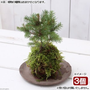 （盆栽）苔玉　ミニ樹木　品種おまかせ（３個）　観葉植物　コケ玉