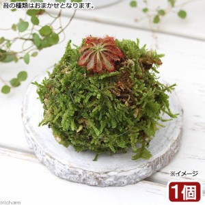（盆栽）ミニ苔玉　モウセンゴケ　品種おまかせ（１個）　観葉植物　コケ玉