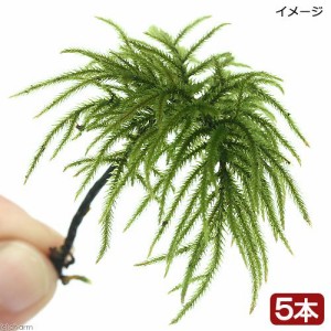 観葉植物 苔 コウヤノマンネングサ 無農薬 ５本 の通販はau Pay マーケット チャーム 商品ロットナンバー