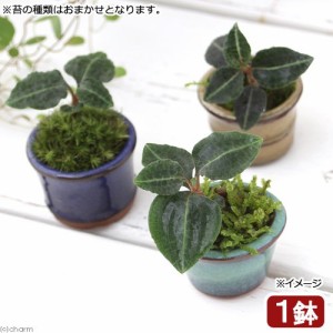 （山野草）盆栽　豆鉢　苔盆栽　Ｖｅｒ．ベニシュスラン（１鉢）