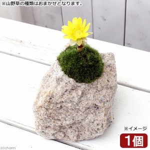 （山野草）苔盆栽　抗火石鉢植え　春の山野草　品種おまかせ　（１鉢）