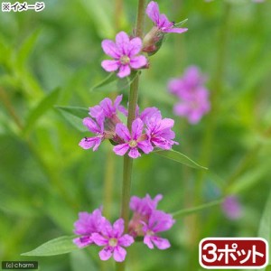 （ビオトープ）水辺植物　エゾミソハギ（３ポット）　湿性植物