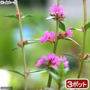 （ビオトープ）水辺植物　ミソハギ（３ポット）　抽水〜湿生植物