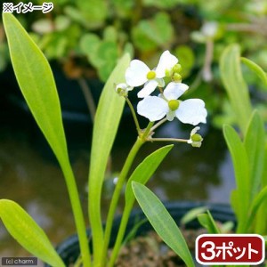 （ビオトープ）水辺植物　ナガバオモダカ（サジタリアグラミネア）（３ポット）　抽水植物