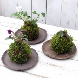 （盆栽）苔玉　スミレ（菫）品種おまかせ・記載無し（３個）観葉植物　コケ玉