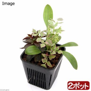 （ビオトープ）水辺植物　メダカが喜ぶ水辺植物！産卵・隠れ家用寄せ植え　３号（２ポットセット）水質浄化