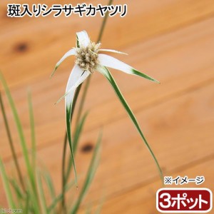 （山野草）斑入りシラサギカヤツリ（白鷺蚊帳釣り）（３ポット分）