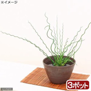 （ビオトープ）水辺植物　ラセンイ（３ポット）　湿生植物