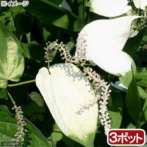 （ビオトープ）水辺植物　ハンゲショウ（３ポット）　抽水植物