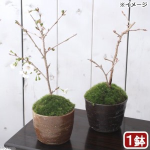 （山野草）苔盆栽　サクラ（桜）富士桜　穴有益子焼植木鉢（還元）（１鉢）