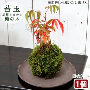 （盆栽）苔玉　ハゼノキ（櫨の木）（１個）　観葉植物　コケ玉