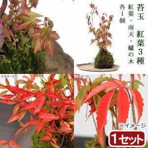 （盆栽）苔玉　紅葉植物３種　モミジ・ナンテン・ハゼノキ（１セット）　観葉植物　コケ玉