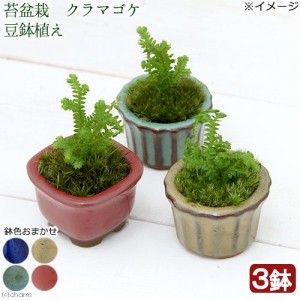 （山野草）苔盆栽　クラマゴケ　豆鉢植え（３鉢）