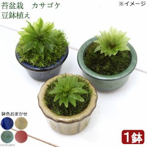 （山野草）苔盆栽　オオカサゴケ　豆鉢植え（１鉢）