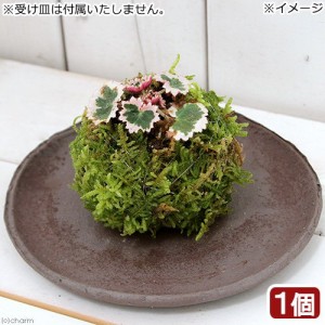 （盆栽）苔玉　斑入りユキノシタ（御所車）（１個）　観葉植物　コケ玉