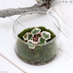 （観葉植物）苔テラリウム　斑入りユキノシタ（御所車）　蓋付カップＬ（１個）　説明書付　コケテラリウム　苔テラ　コケテラ　苔　イン