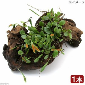 （観葉植物）苔　テラ向け　マメヅタ付き流木　Ｌサイズ　２５ｃｍ前後（１本）