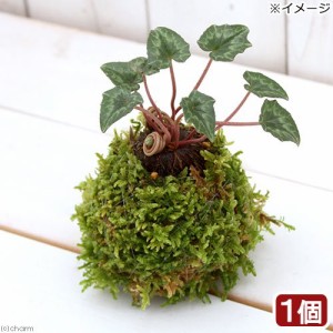 （盆栽）苔玉　原種シクラメン　品種おまかせ（１個）　観葉植物　コケ玉