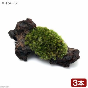 （観葉植物）苔　テラ向け　ヤマゴケ付流木　ミニサイズ（７ｃｍ程度）（３本）