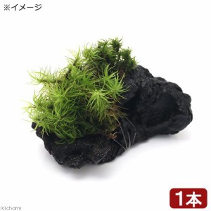 （観葉植物）苔　テラ向け　シッポゴケ付流木　ミニサイズ（７ｃｍ程度）（１本）