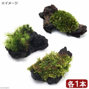 （観葉植物）苔　テラ向け　ミニ流木３種セット（７ｃｍ程度）〜ヤマゴケ・ハイゴケ・シッポゴケ〜