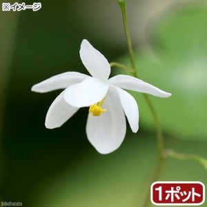 （山野草）白花梅花イカリソウ（白花梅花碇草）　３号（１ポット）