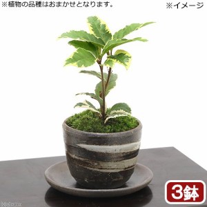 （山野草）苔盆栽　受け皿付き　おまかせ山野草盆栽　穴有益子焼植木鉢（刷毛目）（３鉢）