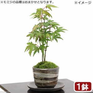 （山野草）苔盆栽　受け皿付き　モミジ（紅葉）品種おまかせ　穴有益子焼植木鉢（刷毛目）（１鉢）