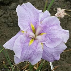 （ビオトープ）水辺植物　花菖蒲　桜椿（サクラツバキ）　肥後系桃花八重咲（１ポット）