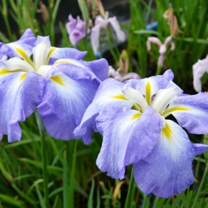 （ビオトープ）水辺植物　花菖蒲　オーシャンミスト　米国系濃藤色底白ぼかし六英花（１ポット）