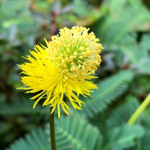 （ビオトープ／水辺植物）ミズオジギソウ　５〜１０ｃｍ（１本）抽水植物