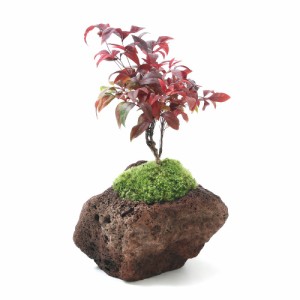 （盆栽）苔盆栽　品種おまかせナンテン　溶岩石鉢植え（１鉢）