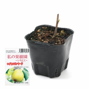 （観葉植物）果樹苗　イチジク　ロイヤルビンヤード（夏秋兼用品種）３号（１ポット）家庭菜園